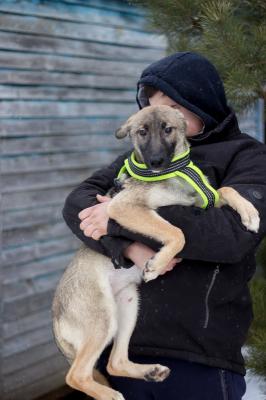Отдам щенка в добрые руки Беспородная - Россия, Москва