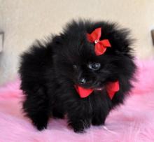 Puppies for sale pomeranian spitz - Slovenia, Zagreb