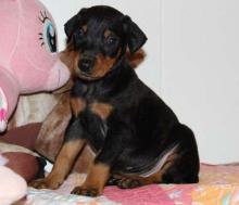 Puppies for sale doberman - Spain, Alicante