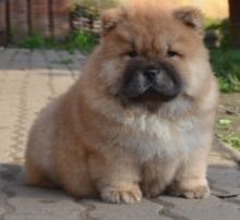 Puppies for sale chow chow - Germany, Wurzburg. Price 100 €