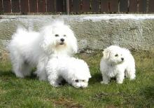 Puppies for sale other breed, bolognese - Spain, Alicante