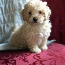 Puppies for sale toy-poodle - Greece, Thessaloniki