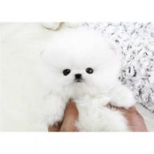 Puppies for sale pomeranian spitz - Czech Republic, Prague