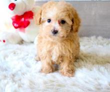 Puppies for sale toy-poodle - Czech Republic, Czech-budievitsy