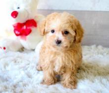 Puppies for sale toy-poodle - France, Nantes