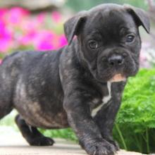 Puppies for sale french bulldog - United Kingdom, Portsmouth. Price 500 €