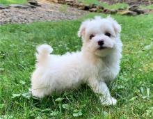 Puppies for sale maltese - Kyrgyzstan, Bishkek