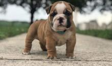 Puppies for sale english bulldog - Poland, Shetsin