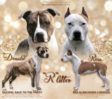 Puppies for sale american staffordshire terrier - Finland, Helsinki.  MIA ALBACHIARA AmStafs - Riga, Latvia - Latvia, Riga