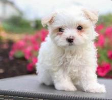 Puppies for sale maltese - Hungary, KecskemГ©t