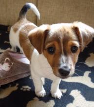 Puppies for sale jack russell terrier - Portugal, 