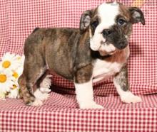 Puppies for sale english bulldog - Georgia, Zugdidi