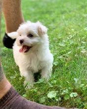 Puppies for sale maltese - Hungary, Budapest