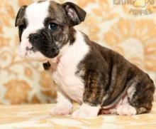 Puppies for sale english bulldog - Moldova, Bender