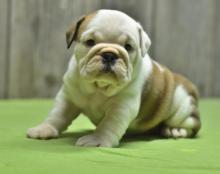 Puppies for sale english bulldog - Canada, Quebec