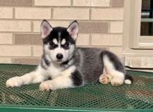 Puppies for sale other breed, siberian husky puppies - Tajikistan, Dushanbe
