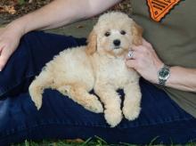 Puppies for sale other breed - United Kingdom, Portsmouth