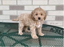 Puppies for sale other breed, cockapoo puppies - Tajikistan, Khujand