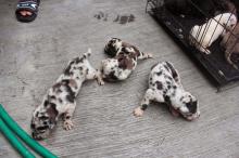 Puppies for sale other breed - United Kingdom, Portsmouth