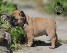 Puppies for sale french bulldog - Slovenia, Maribor