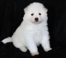 Puppies for sale samoyed dog (samoyed) - France, Montpellier