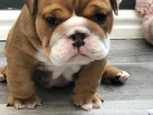 Puppies for sale english bulldog - Austria, . Price 22 €