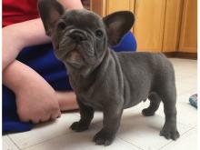 Puppies for sale french bulldog - Georgia, Burn