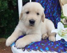 Puppies for sale golden retriever - Georgia, Burn