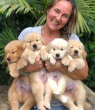 Puppies for sale golden retriever - Tajikistan, Isfara