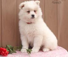 Puppies for sale samoyed dog (samoyed) - Cyprus, Limassol