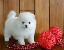 Puppies for sale pomeranian spitz - Armenia, Armenia