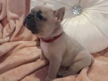 Puppies for sale french bulldog - Portugal, Braga