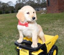 Puppies for sale golden retriever - Kyrgyzstan, Bishkek