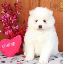 Puppies for sale samoyed dog (samoyed) - Czech Republic, Kladno