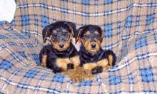 Puppies for sale airedale - Germany, Berlin