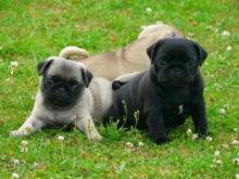 Puppies for sale pug - Germany, Kayzerslauten