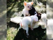 Puppies for sale chihuahua - Germany, Kayzerslauten