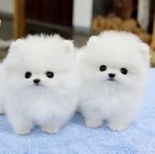 Puppies for sale pomeranian spitz - Germany, Dessau