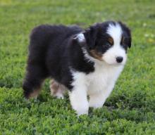 Puppies for sale australian shepherd - Germany, Berlin