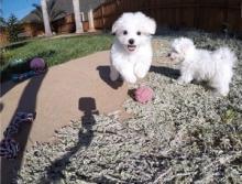 Puppies for sale bichon - Germany, Kayzerslauten