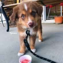 Puppies for sale australian shepherd - Greece, Athens