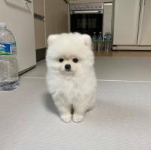 Puppies for sale pomeranian spitz - Greece, Athens