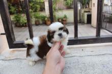 Puppies for sale shih tzu - United Kingdom, Nottingham