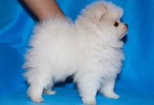 Puppies for sale , pomeranian  - Georgia, Burn