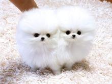 Puppies for sale pomeranian spitz - Armenia, Armenia