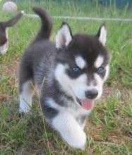 Puppies for sale haski - Greece, Athens