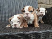 Puppies for sale english bulldog - Greece, Athens