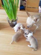 Puppies for sale chihuahua - Greece, Athens