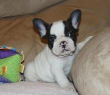 Puppies for sale french bulldog - Moldova, Bender