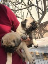 Puppies for sale pug - Russia, Moscow